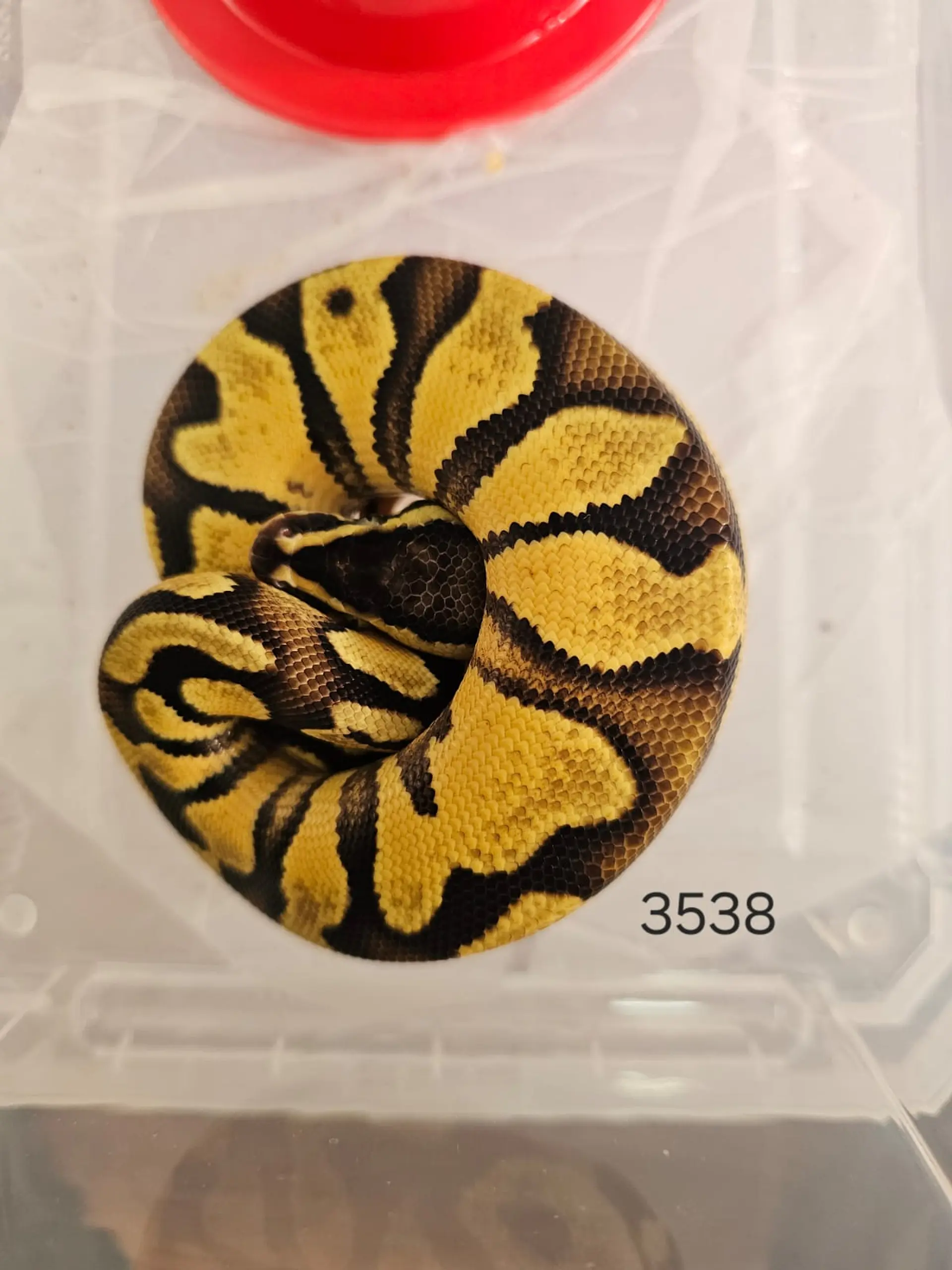 Pitón Regius Pastel Enchi Yellow Belly 1