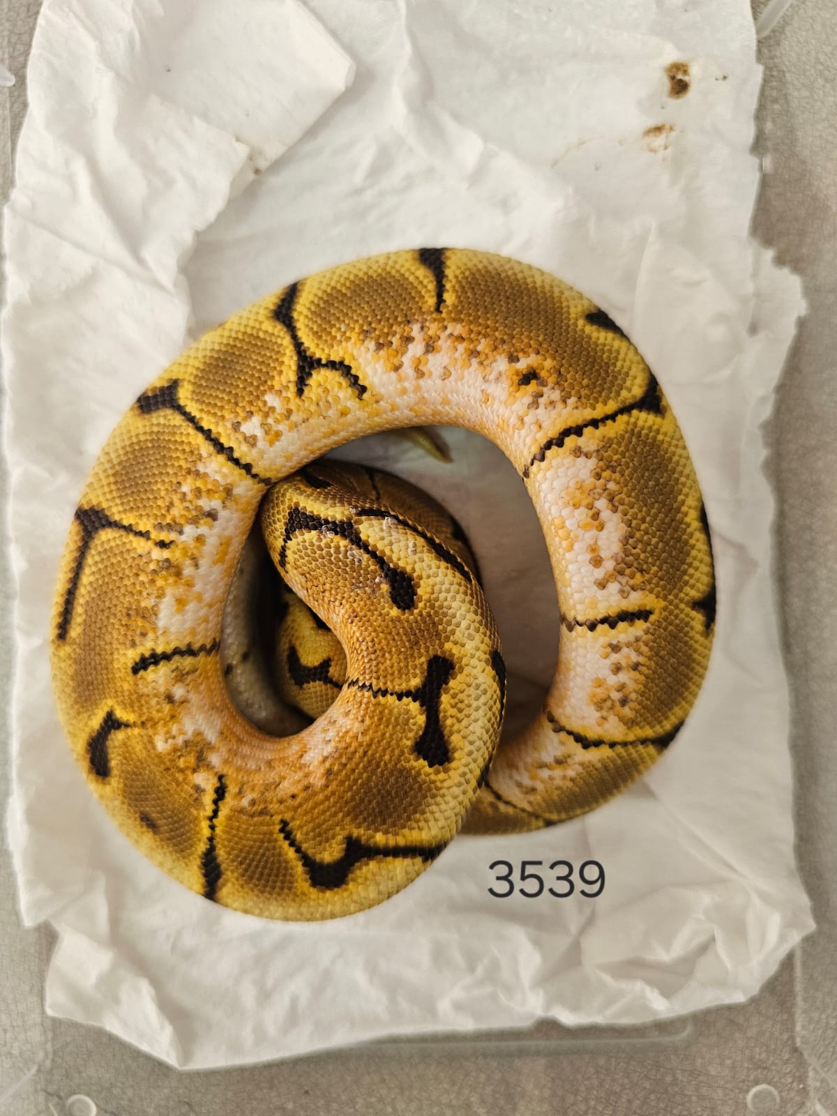 Pitón Regius Enchi Spider Special