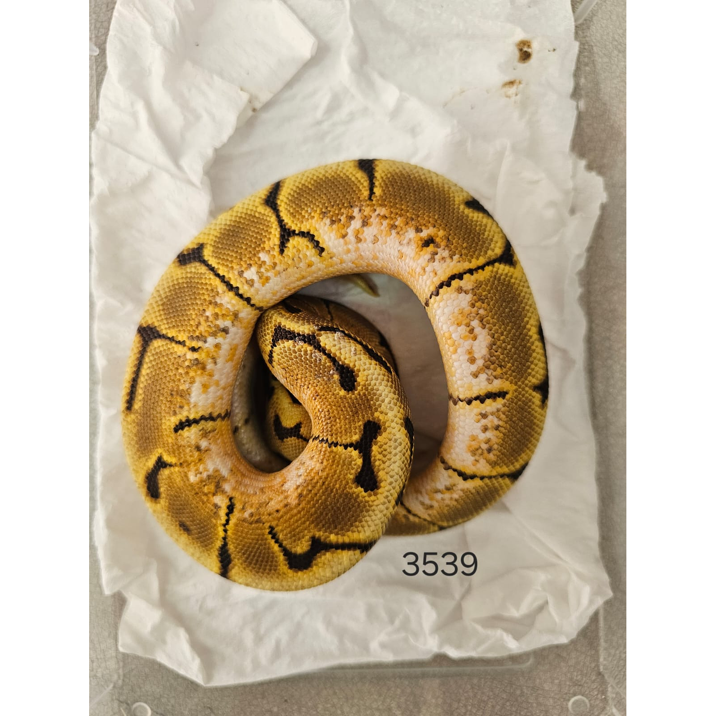 Piton Regius Enchi Spider Special 1