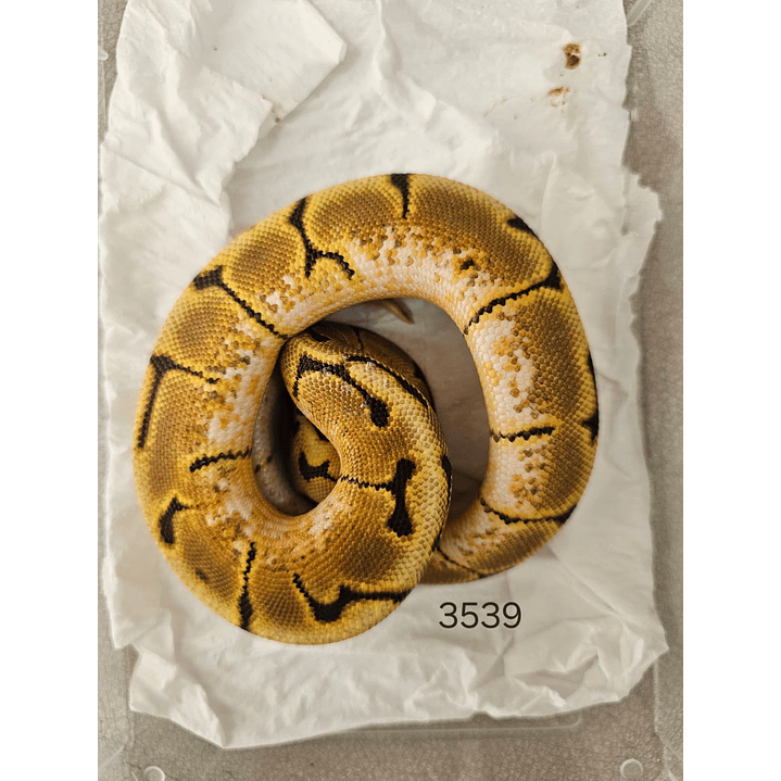 Piton Regius Enchi Spider Special 1