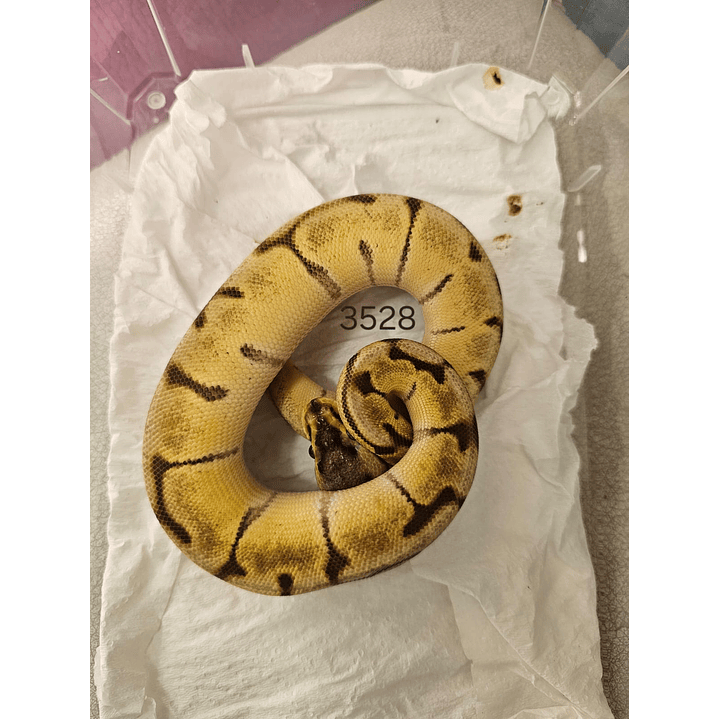 Piton Regius Special Enchi Spider Mojave 1