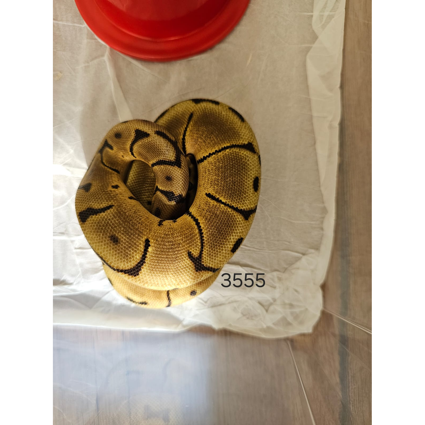 Piton Regius Special Enchi Spider Mojave 2