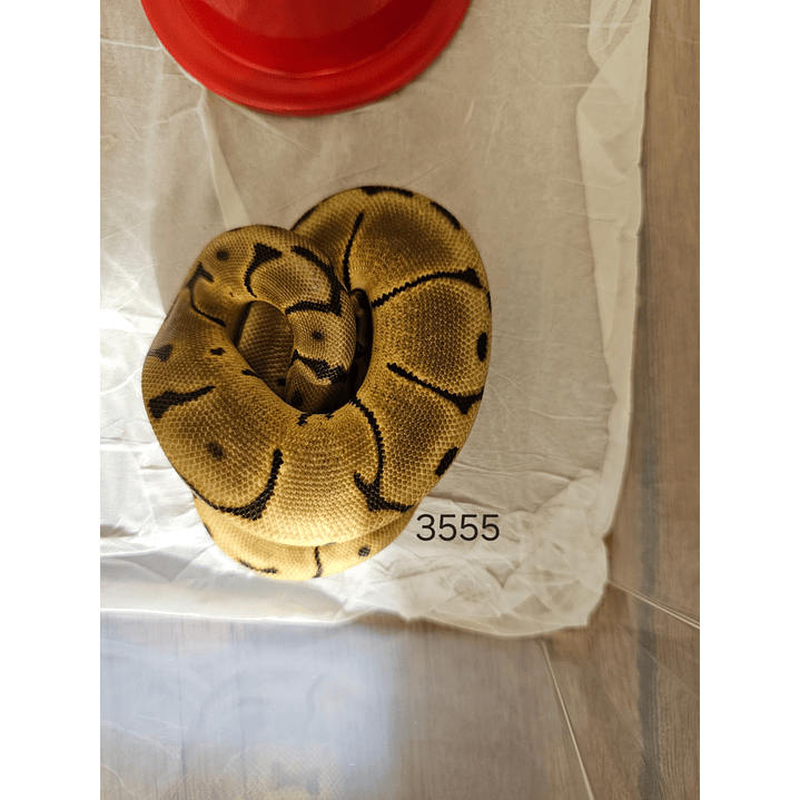 Piton Regius Special Enchi Spider Mojave 2