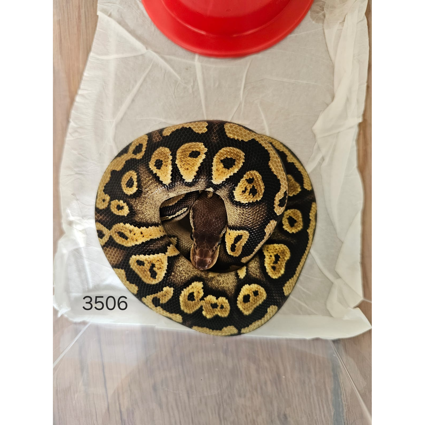 Piton Regius Pastel Mahogany Het Clown 1