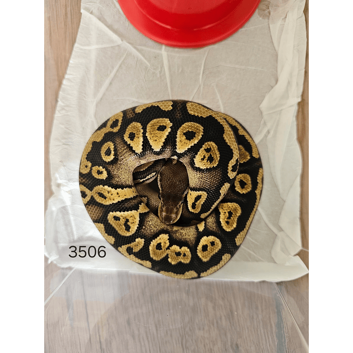 Piton Regius Pastel Mahogany Het Clown 1