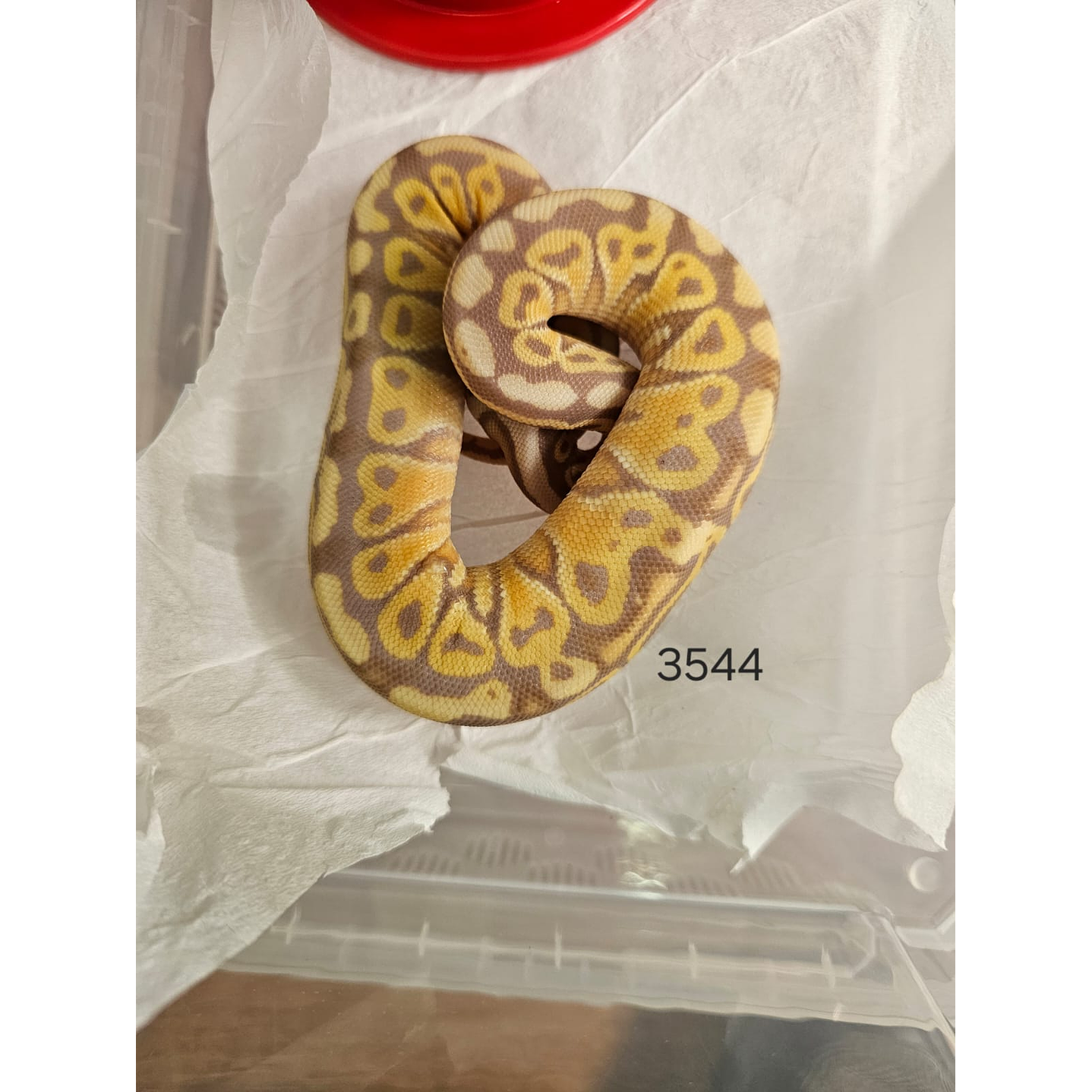 Piton Regius Pastel Banana Special Het Clown 1