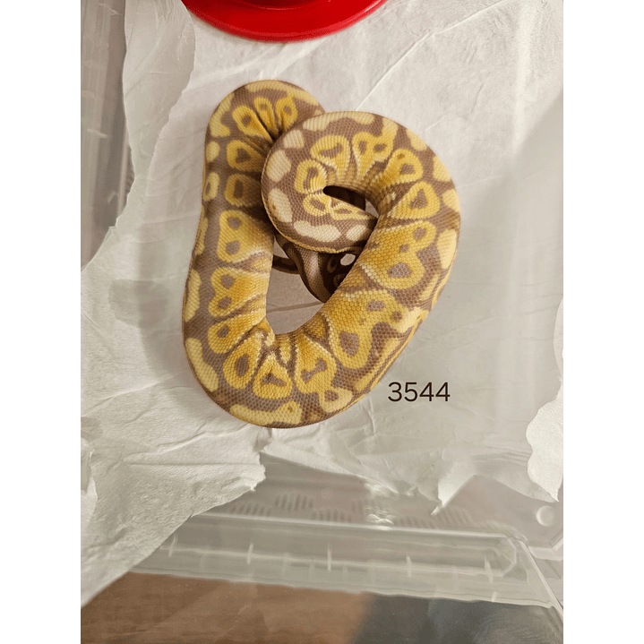 Piton Regius Pastel Banana Special Het Clown 1