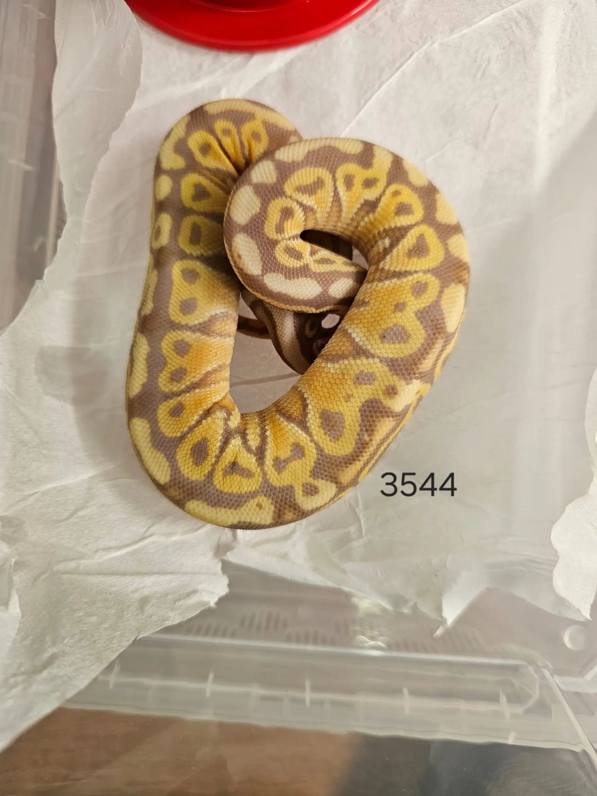 Pitón Regius Pastel Banana Special Het Clown 1