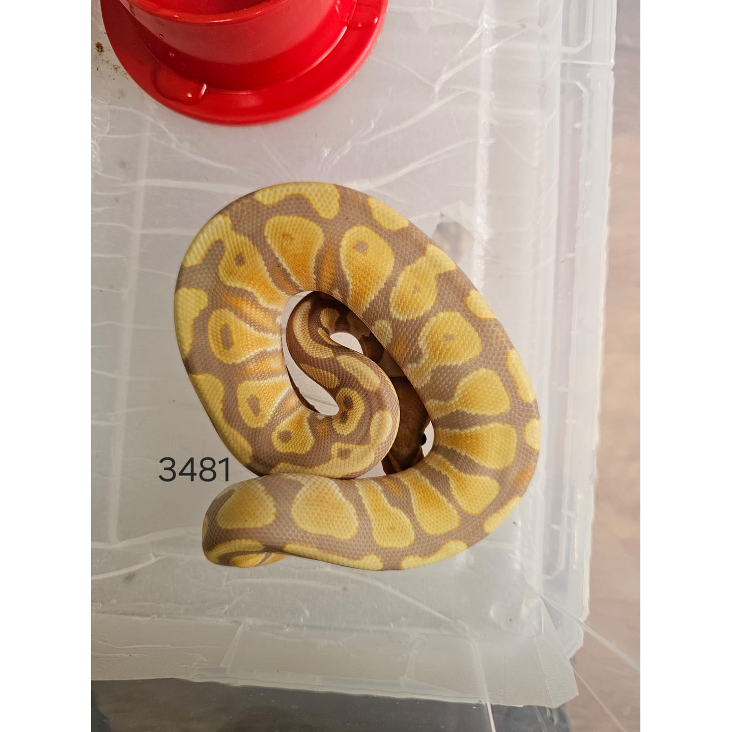Piton Regius Pastel Banana Het Clown 1
