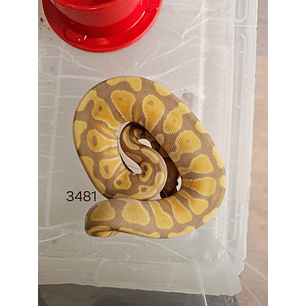 Piton Regius Pastel Banana Het Clown