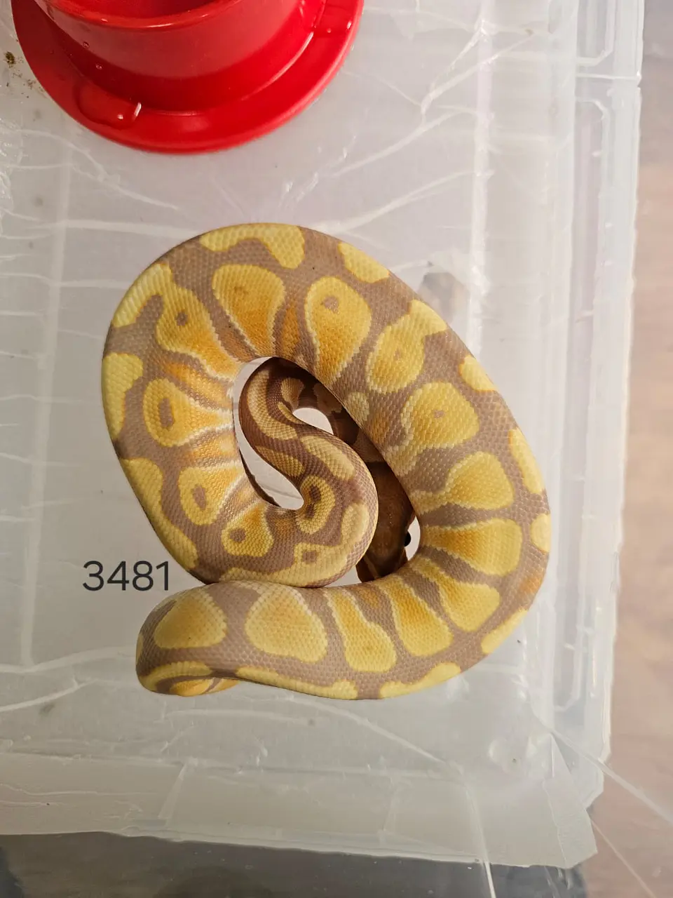 Pitón Regius Pastel Banana Het Clown 1