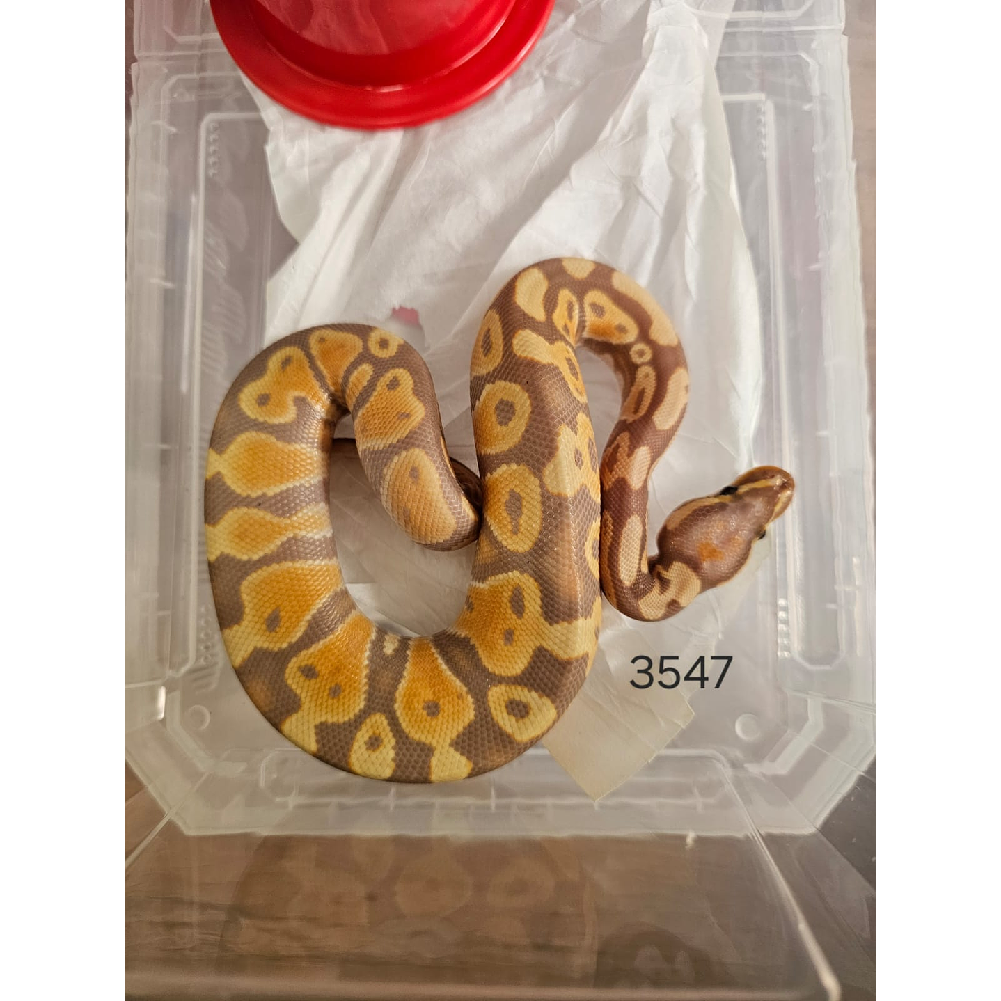 Piton Regius Pastel Banana Het Clown 2