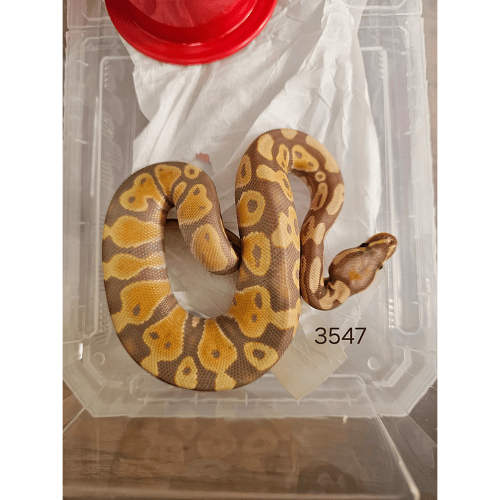 Piton Regius Pastel Banana Het Clown 2