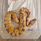 Piton Regius Pastel Banana Het Clown - Miniatura 2
