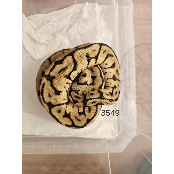 Piton Regius Bumblebee Special Leopard 1