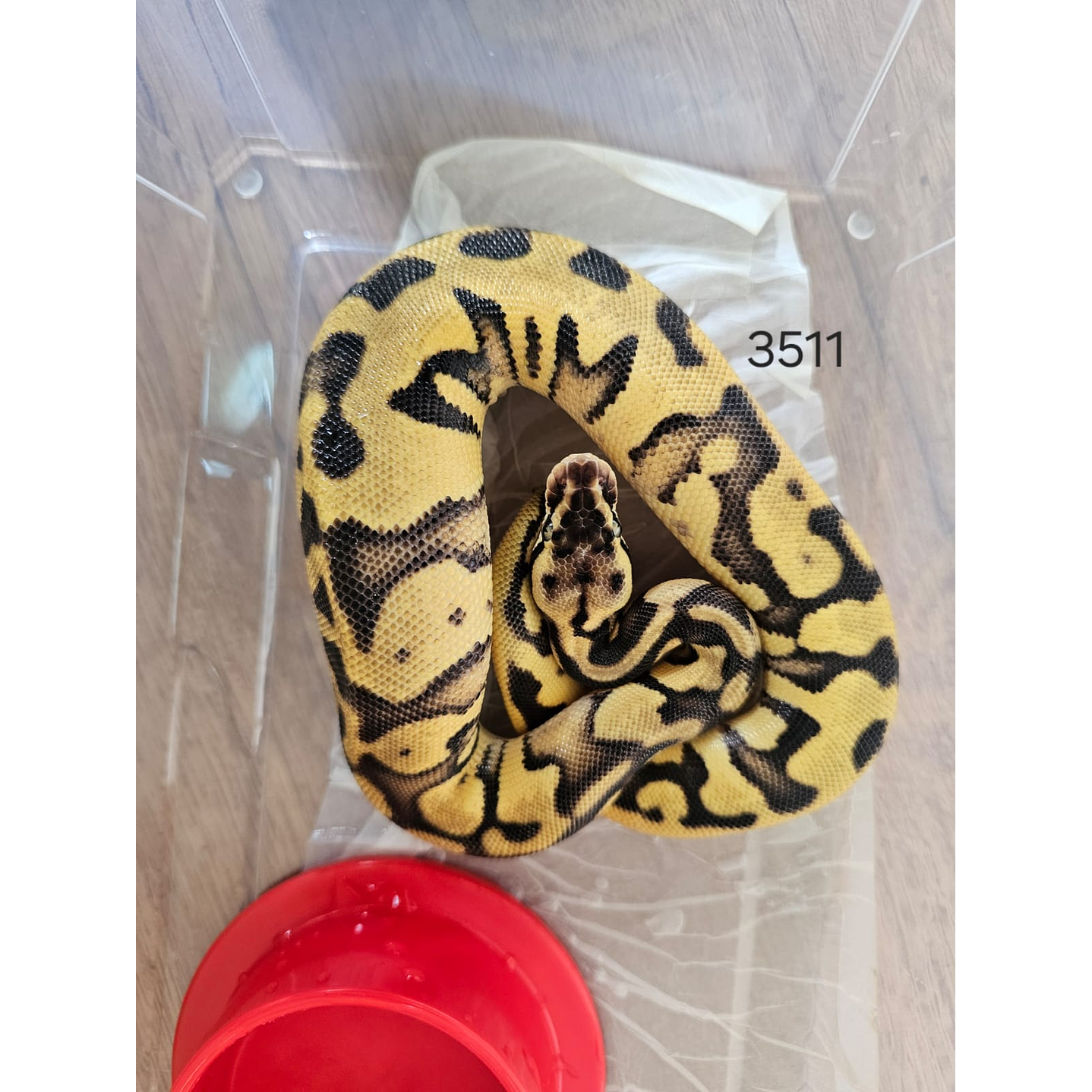 Piton Regius Pastel Butter Mahogany 1