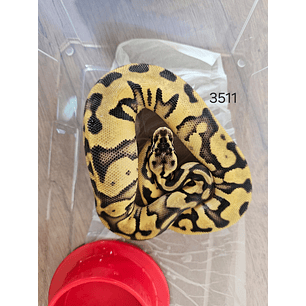 Piton Regius Pastel Butter Mahogany