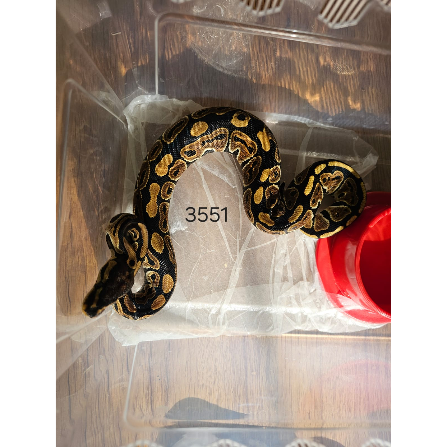 Piton Regius Heterocigota Clown 1