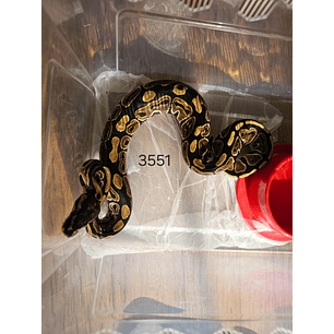 Piton Regius Heterocigota Clown