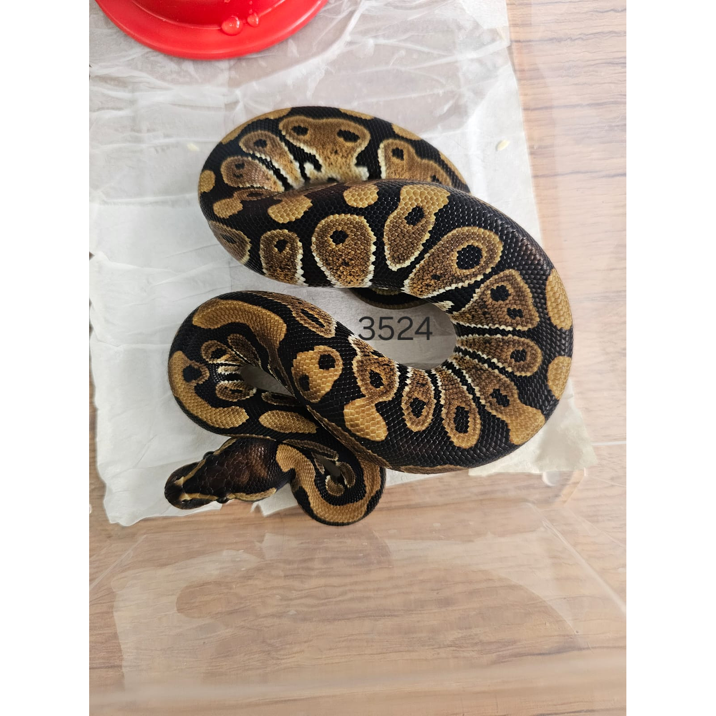 Piton Regius Heterocigota Desert Ghost 2