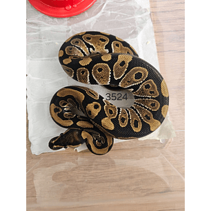 Piton Regius Heterocigota Desert Ghost