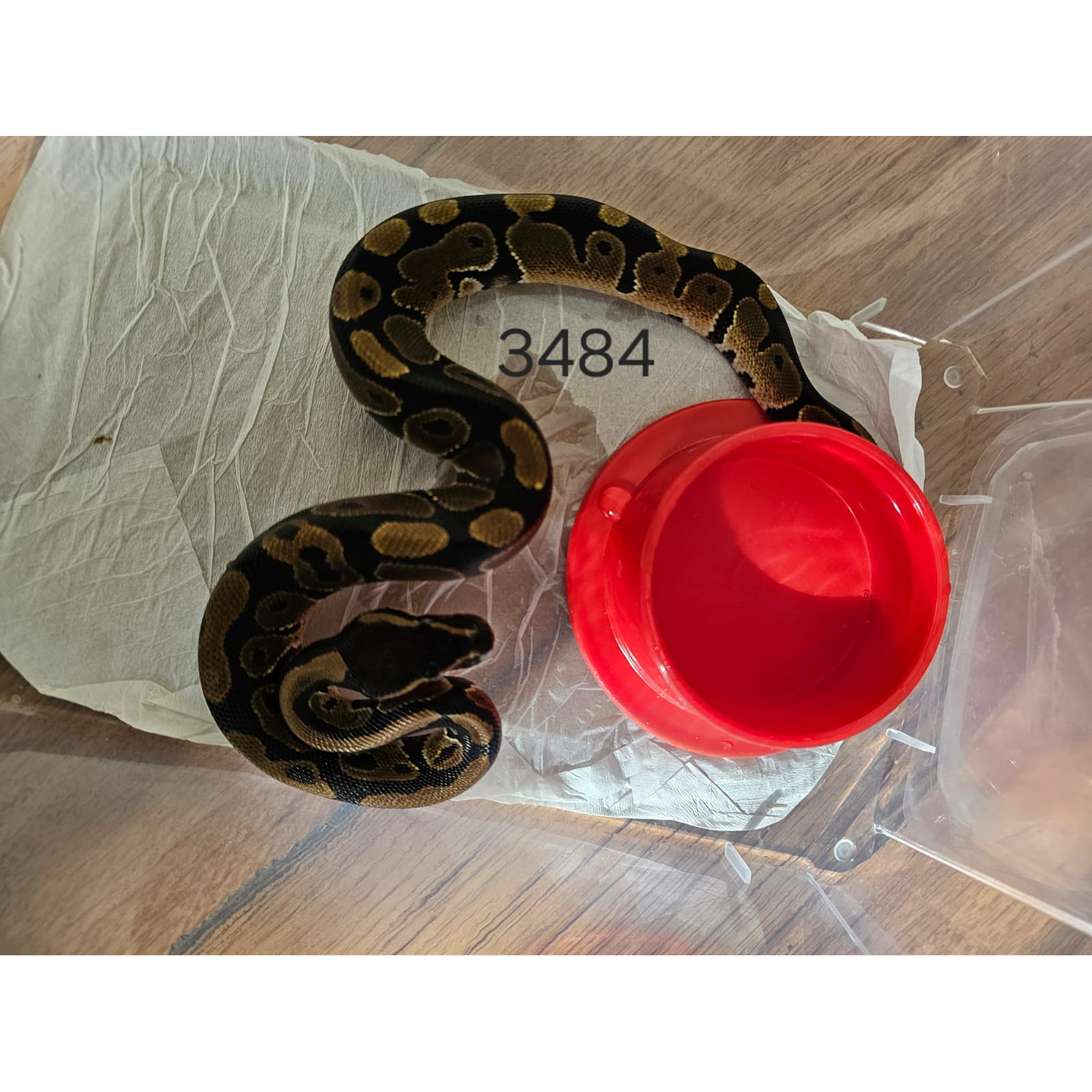 Piton Regius Heterocigota Desert Ghost 1