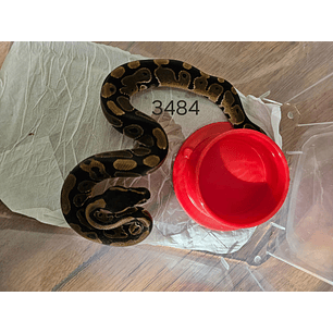 Piton Regius Heterocigota Desert Ghost