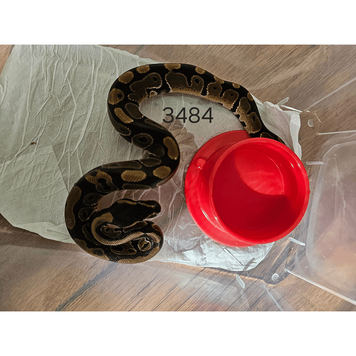 Piton Regius Heterocigota Desert Ghost 1