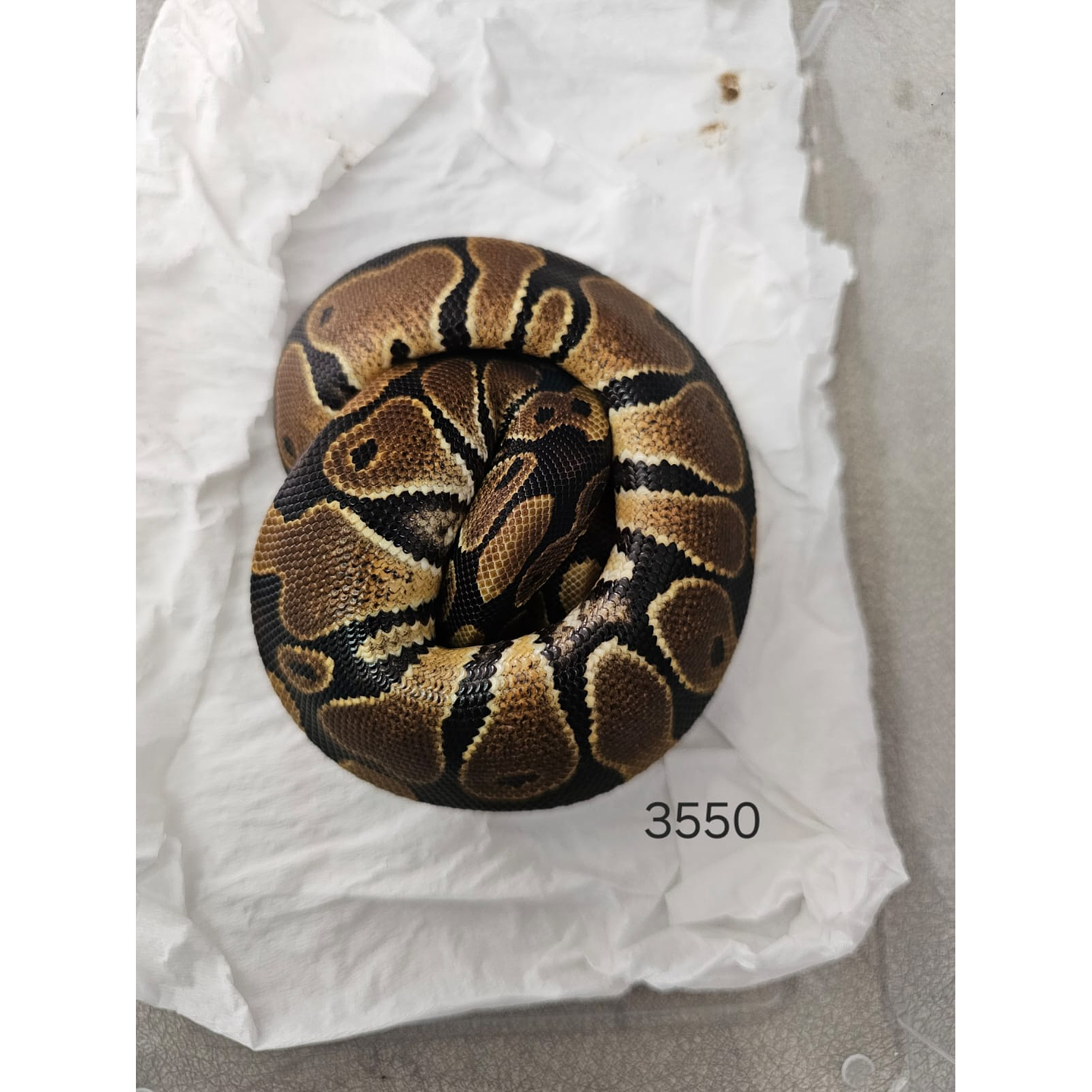 Piton Regius Heterocigota Albino 1