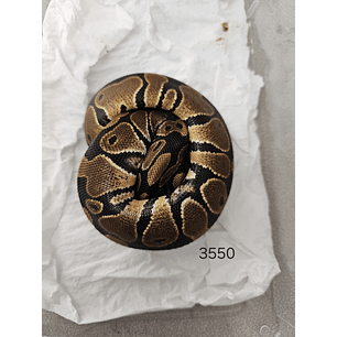 Piton Regius Heterocigota Albino