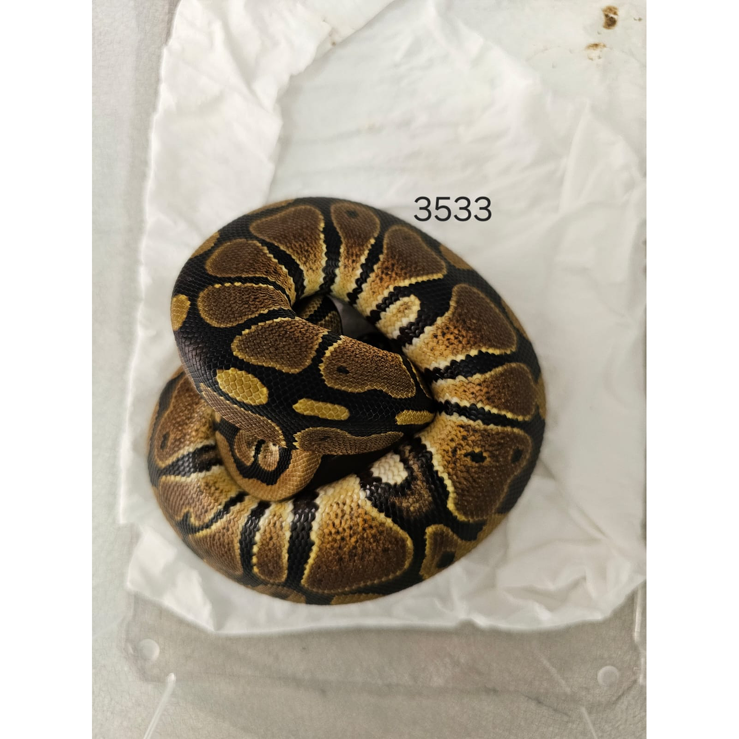 Piton Regius Heterocigota Albino 2