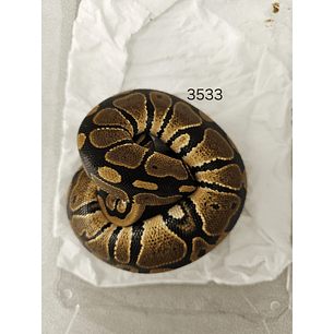 Piton Regius Heterocigota Albino