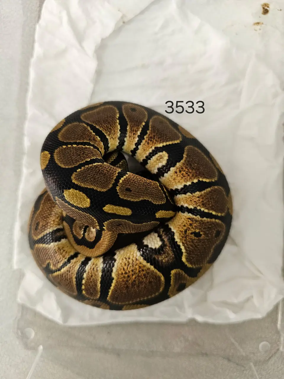 Pitón Regius Heterocigota Albino 2