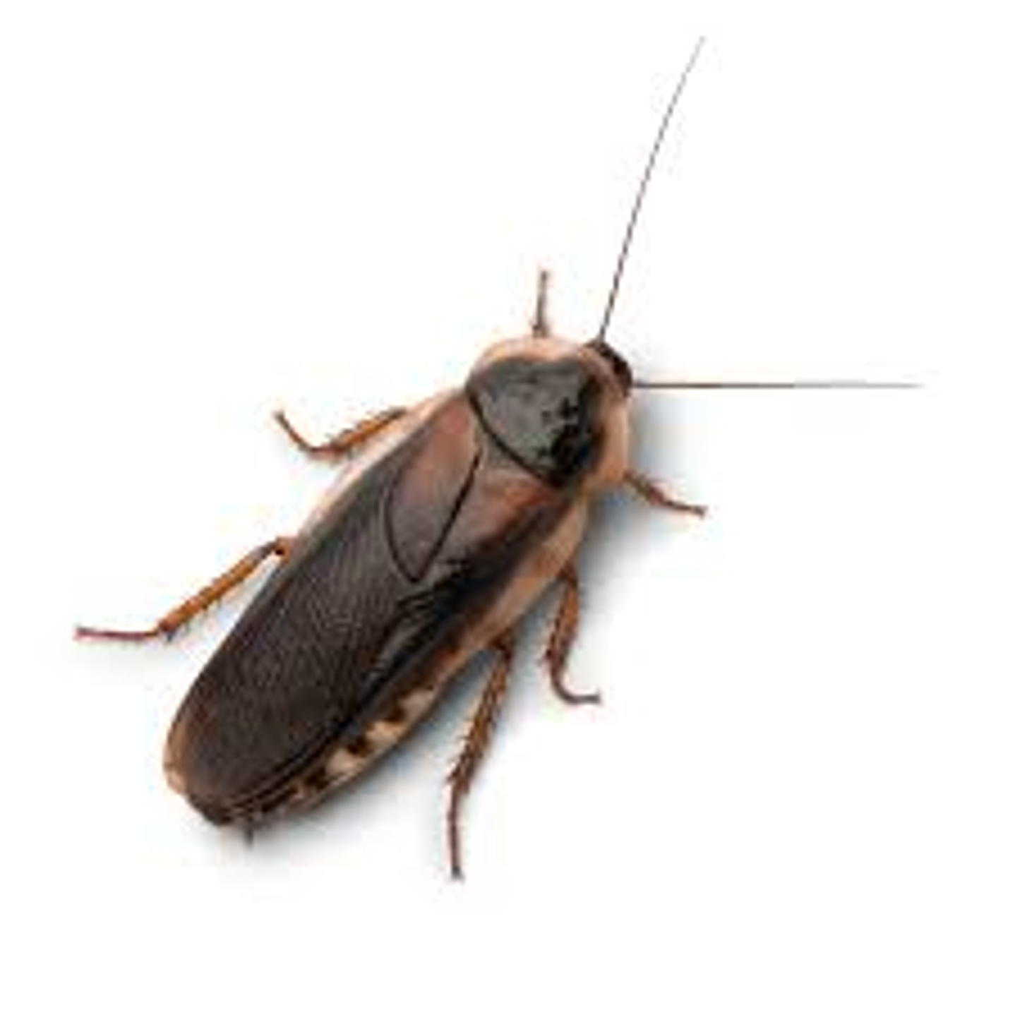 50 unidades Cucarachas Dubias Alimento vivo 5