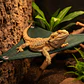 Hamaca Zoo med 44 cm - Miniatura 4