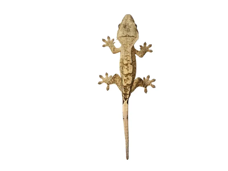 ¿Cuánto vive un gecko crestado? Esperanza de vida y cuidados esenciales