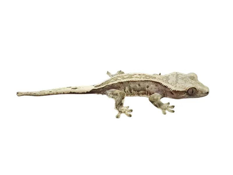 Cuidados de un gecko crestado: hábitat, alimentación y temperatura