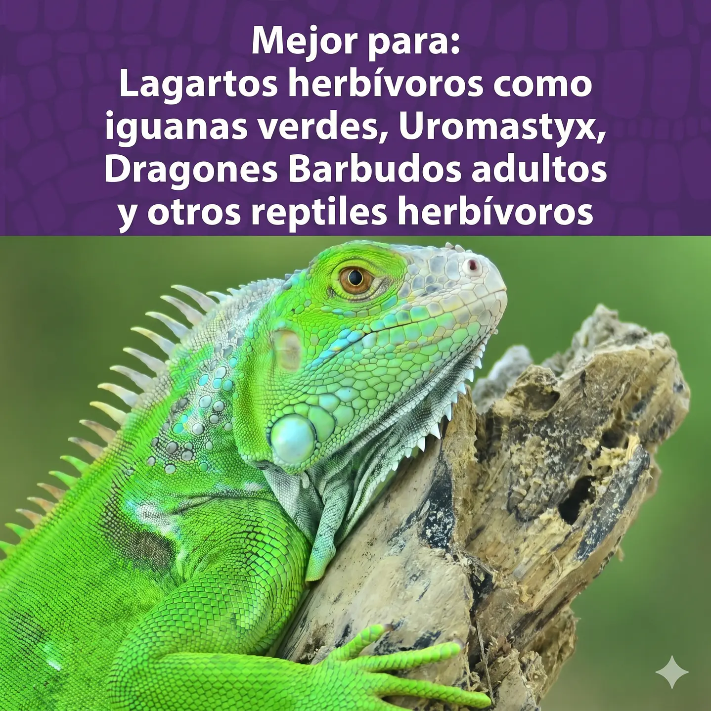 Mazuri Iguana 226 Gramos 5