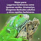 Mazuri Iguana 226 Gramos - Miniatura 5
