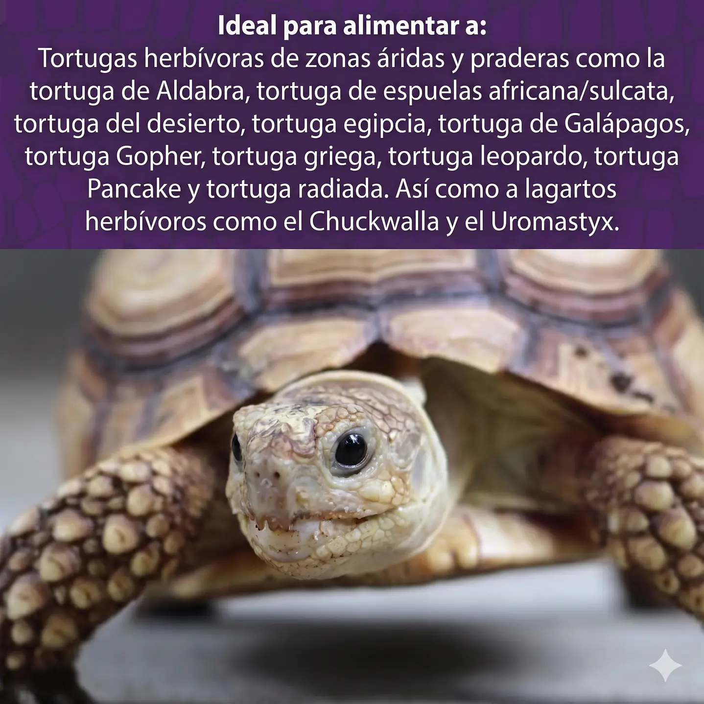 Mazuri tortuga Terrestre 6