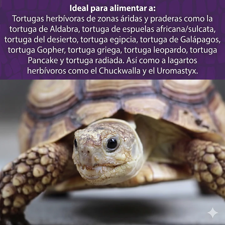 Mazuri tortuga Terrestre 6