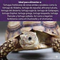 Mazuri tortuga Terrestre - Miniatura 6