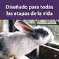 Mazuri Conejos - Miniatura 8