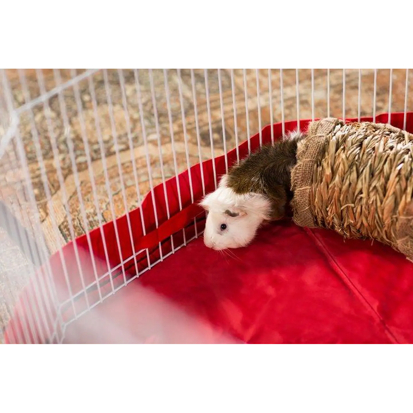 Tunel de pasto pequeñas mascotas 2
