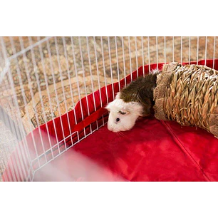 Tunel de pasto pequeñas mascotas