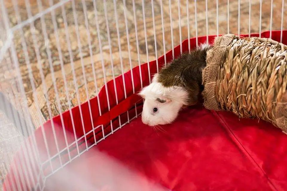 Tunel de pasto pequeñas mascotas 2