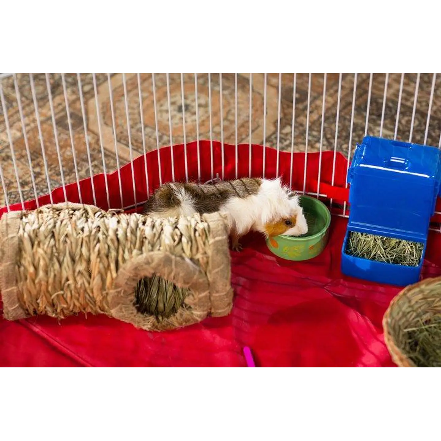 Tunel de pasto pequeñas mascotas 3