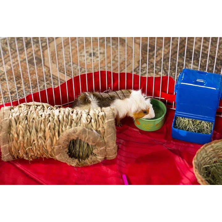 Tunel de pasto pequeñas mascotas 3