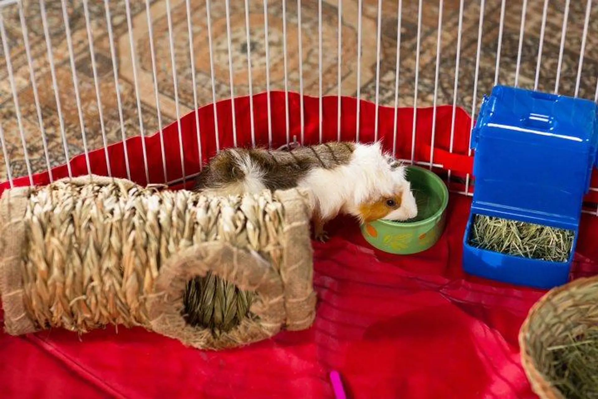 Tunel de pasto pequeñas mascotas 3