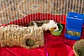 Tunel de pasto pequeñas mascotas - Miniatura 3